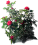 Erotika Rose